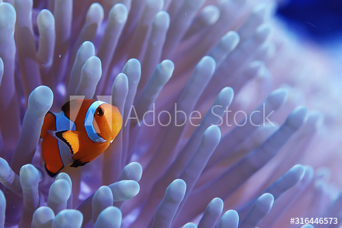 Clown fish swimming in the ocean