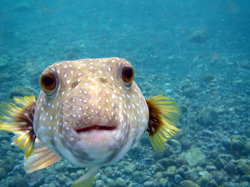 Puffer fish swimming in the ocean