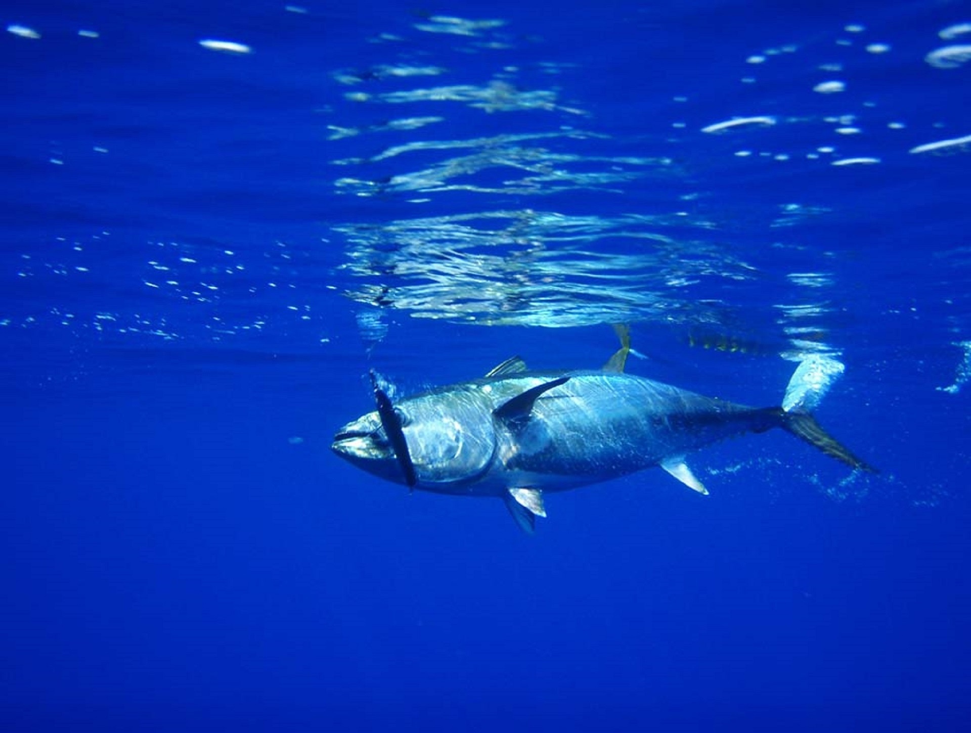 Tuna swimming in the ocean